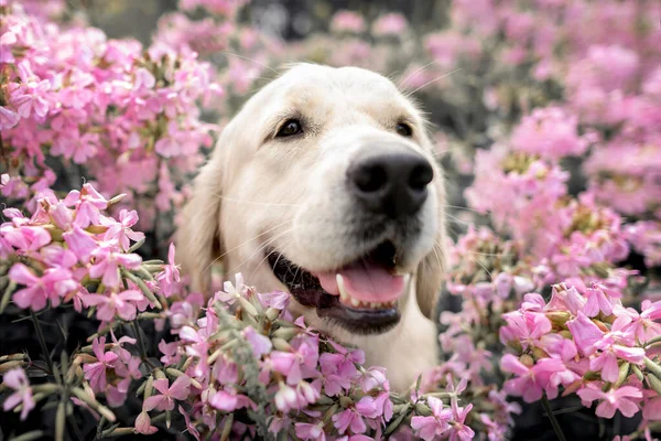 Happy Golden Retriever Dog Portrait Phlox Flowers Field — Stock Photo, Image