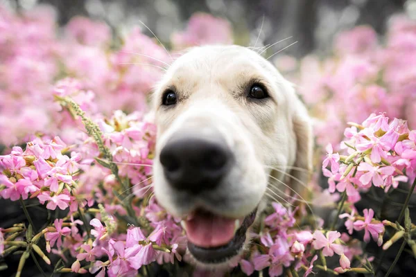 Komik Mutlu Golden Retriever Köpeği Flox Çiçekleri Içinde Yaz Portresi — Stok fotoğraf