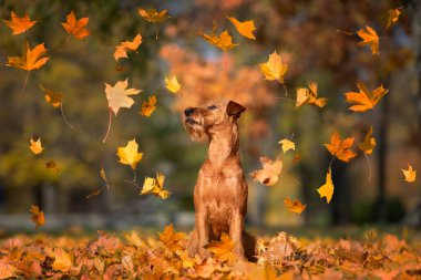 Sonbaharda düşen akçaağaç yapraklarıyla oynayan İrlandalı teriyer köpeği.