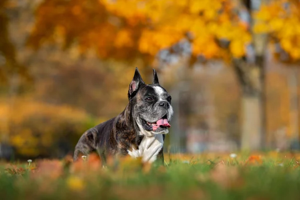 Счастливая Собака Боксер Осенью Ляжет Парке — стоковое фото