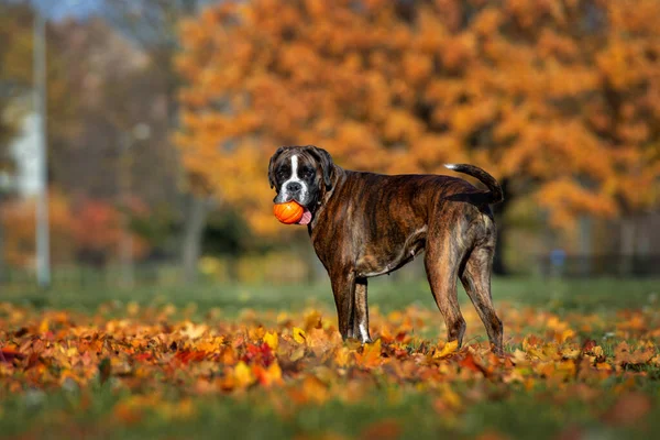 Young Boxer Dog Walking Park Autumn — Stock Photo, Image