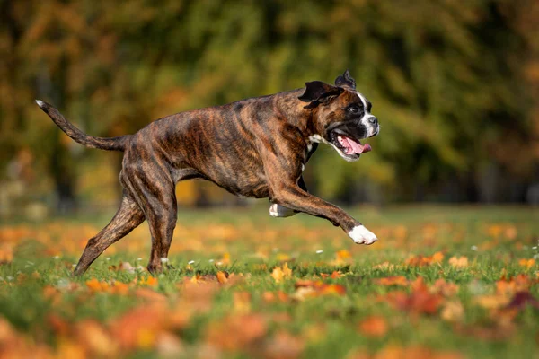 Alman Boksör Köpeği Sonbaharda Parkta Koşuyor — Stok fotoğraf