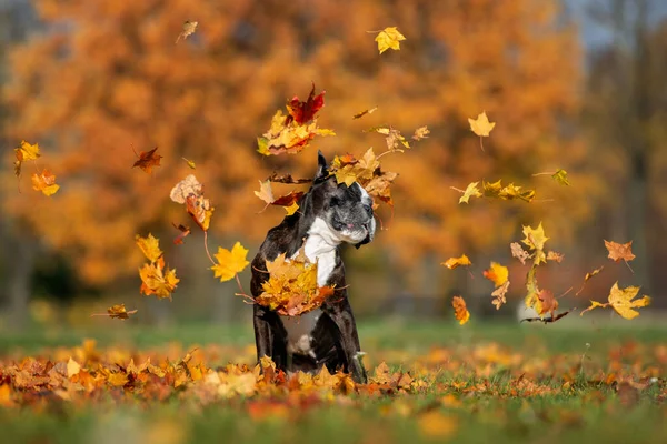 funny boxer dog playing with falling leaves in autumn
