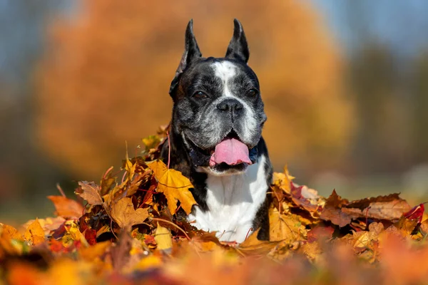 Alman Boksör Köpeği Sonbaharda Dökülen Yaprakların Arasında Uzanıyor — Stok fotoğraf