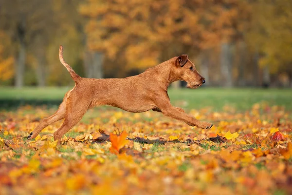 Sonbaharda Parkta Koşan Rlandalı Teriyer Köpeği — Stok fotoğraf