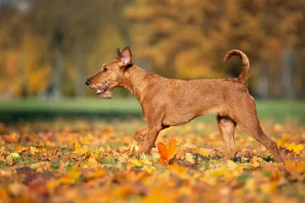 Irish Terrier Dog Running Park Autumn — Stock Photo, Image