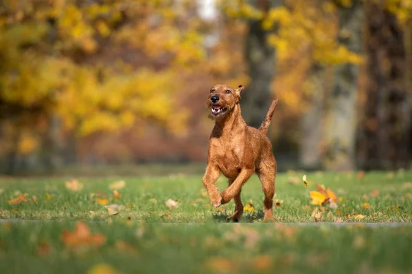 秋に公園を走る幸せなアイルランドのテリア犬 — ストック写真