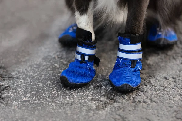 Close View Dog Paws Boots Outdoors — Stock Photo, Image