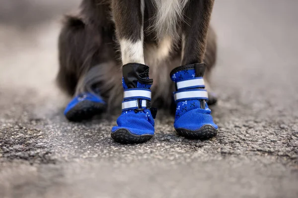 Blue Dog Boots Close Dog Outdoors — Stock Photo, Image