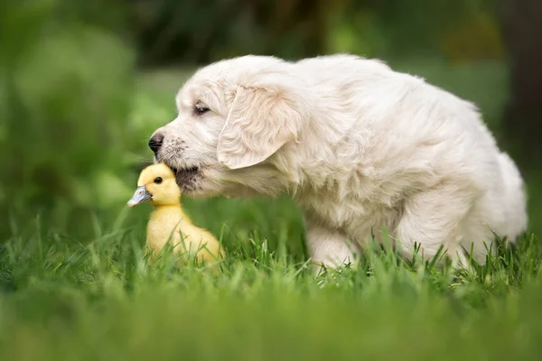 Golden Retriever Cachorro Brincando Com Patinho Livre — Fotografia de Stock