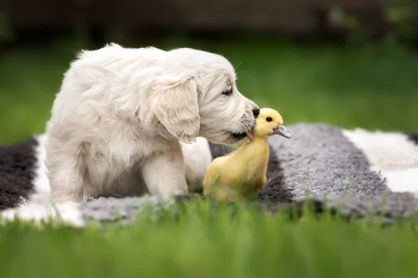 Vicces Golden Retriever Kiskutya Nyalja Kiskacsa — Stock Fotó