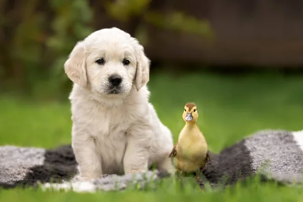 Golden Retriever Köpeği Yazın Ördek Yavrusuyla Poz Veriyor — Stok fotoğraf