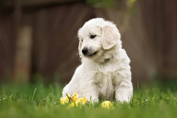 一只金黄色的猎犬坐在草地上 — 图库照片
