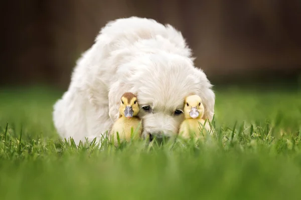 Golden Retriever Köpek Yavrusu Yazın Ördek Yavrularıyla Oynuyor — Stok fotoğraf