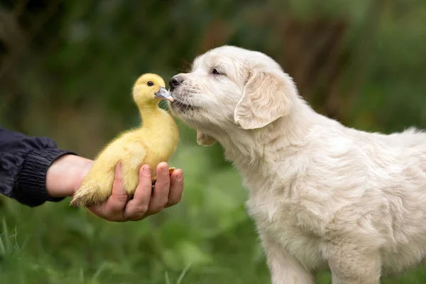 Golden Retriever Chiot Embrasser Canard Extérieur Été — Photo