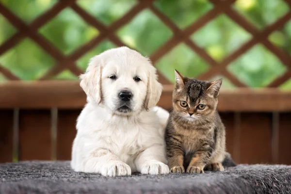golden retriever puppy and tabby kitten posing together outdoors