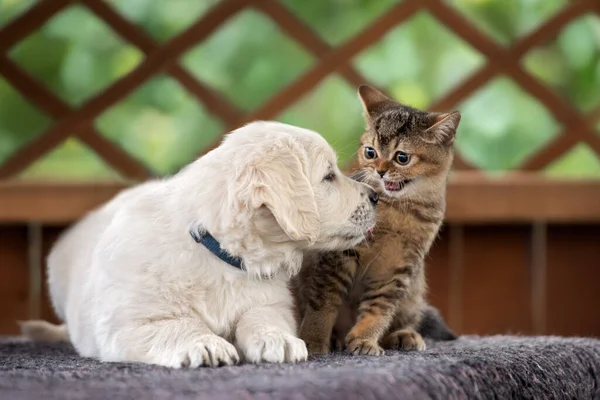 害怕的小猫和一只金毛猎犬一起出现在户外 — 图库照片