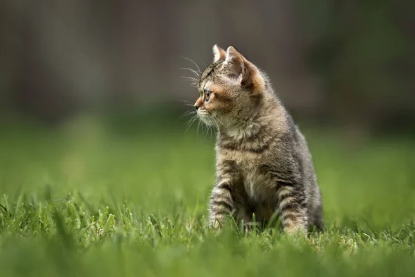 Tabby Brytyjski Skrót Kotek Siedzi Trawie Lecie — Zdjęcie stockowe