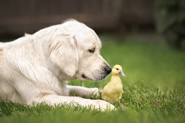 Chien Golden Retriever Canard Jaune Posant Sur Herbe — Photo