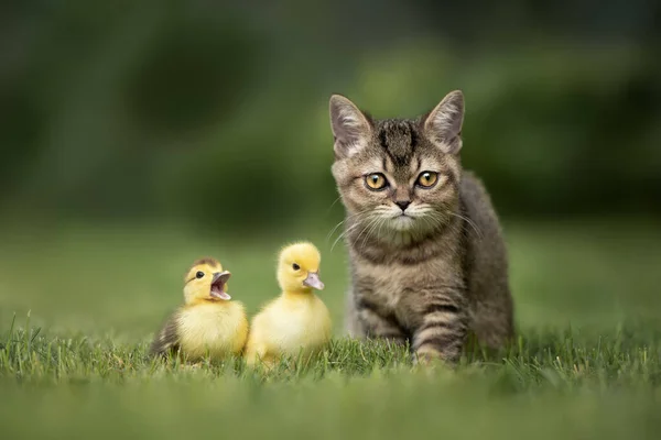 可爱的胖胖的小猫 带着两只小鸭在户外散步 走近点 — 图库照片