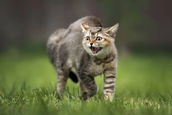 Peur Chaton Tabby Siffler Extérieur Gros Plan — Photo