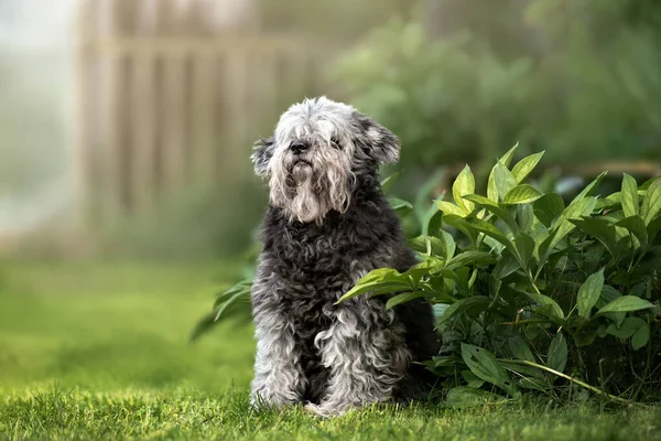 Güzel Melez Köpek Yazın Dışarıda Oturuyor — Stok fotoğraf