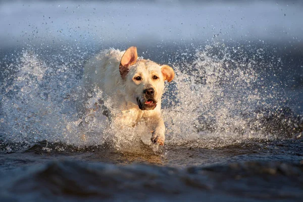 Šťastný Labrador Retrívr Pes Běží Vodě Moři — Stock fotografie