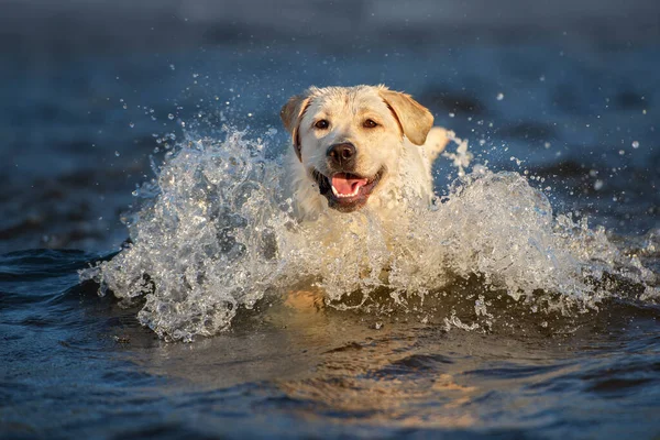 Šťastný Labrador Pes Vodě Pláži — Stock fotografie