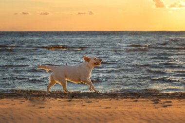 Labrador av köpeği gün batımında sahilde koşuyor.