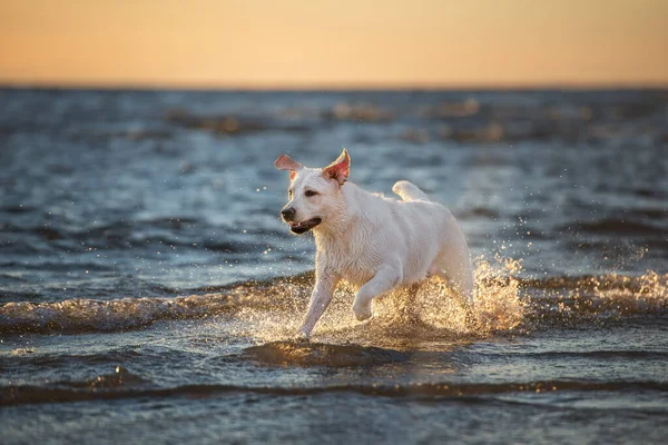 Szczęśliwy Pies Labrador Biegający Plaży Zachodzie Słońca — Zdjęcie stockowe