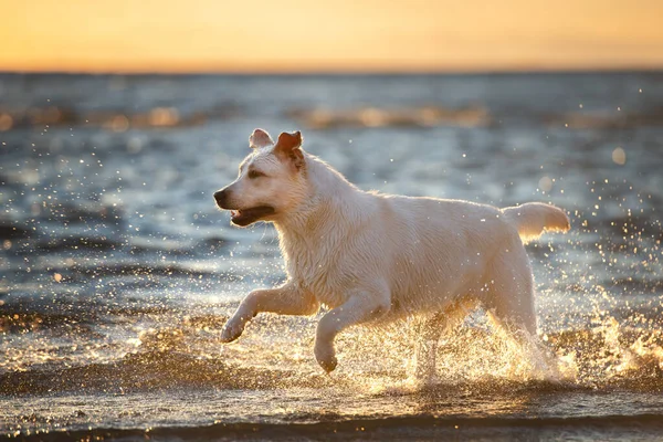 Pies Labrador Biegający Plaży Zachodzie Słońca — Zdjęcie stockowe