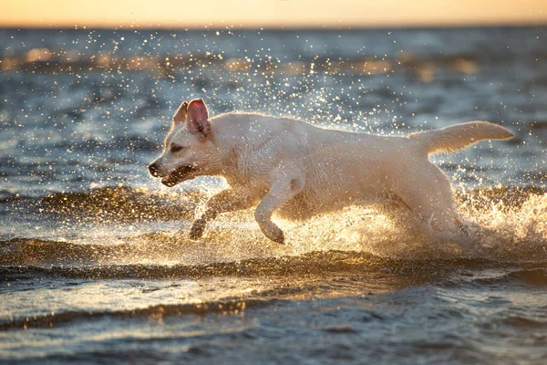 Šťastný Labrador Retrívr Pes Hraje Vodě Při Západu Slunce Mořská — Stock fotografie