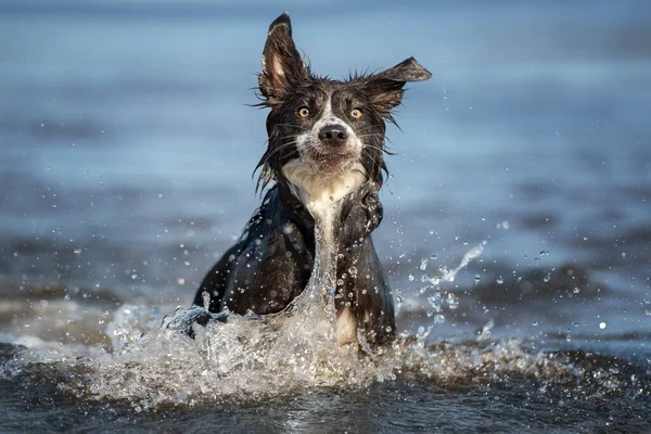 面白いウェットボーダーコリー犬は海で遊んで — ストック写真