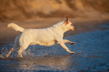 Labrador av köpeği sahilde koşuyor.