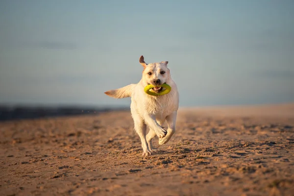 ビーチでおもちゃで遊んでいる幸せなラブラドール犬 — ストック写真