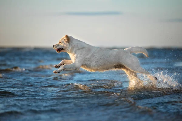 labrador retriever dog jumping into water at the sea
