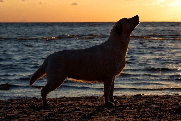 Λαμπραντόρ Σκυλί Στέκεται Σιλουέτα Στην Παραλία Στο Ηλιοβασίλεμα — Φωτογραφία Αρχείου