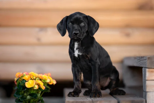Cachorro Catahoula Negro Sentado Aire Libre —  Fotos de Stock