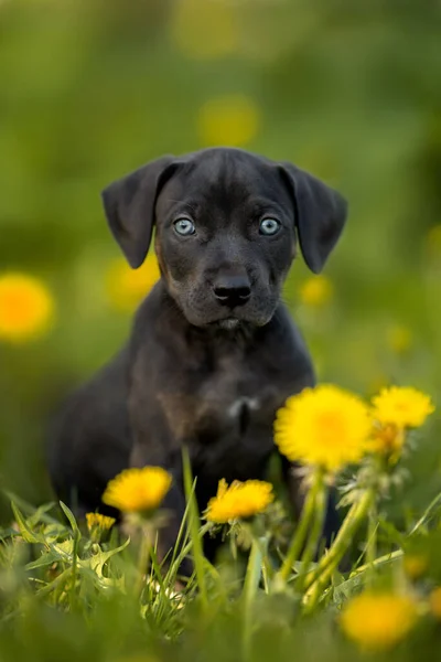 Siyah Katahoula Köpek Yavrusu Yazın Çimenlerde Oturuyor — Stok fotoğraf