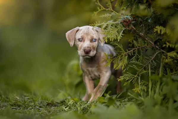 Catahoula Puppy Wandelen Buiten Zomer — Stockfoto