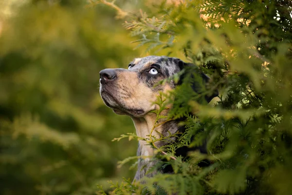 Portrait Chien Léopard Catahoula Plein Air Été — Photo