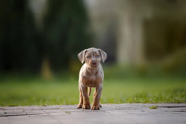 Bedårande Catahoula Valp Står Utomhus Sommaren — Stockfoto