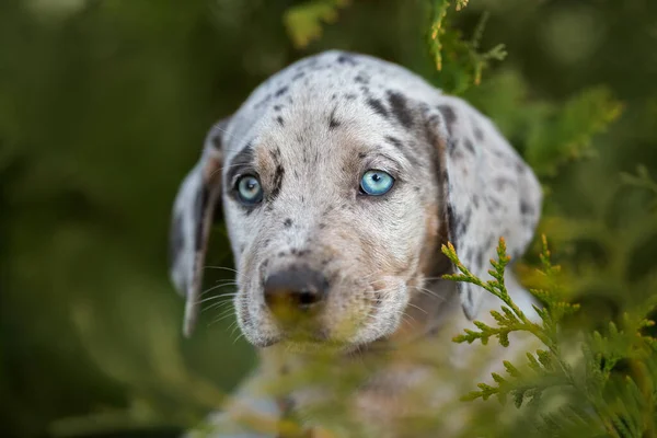 Katahoula Štěně Portrét Zavřít Venku Létě — Stock fotografie