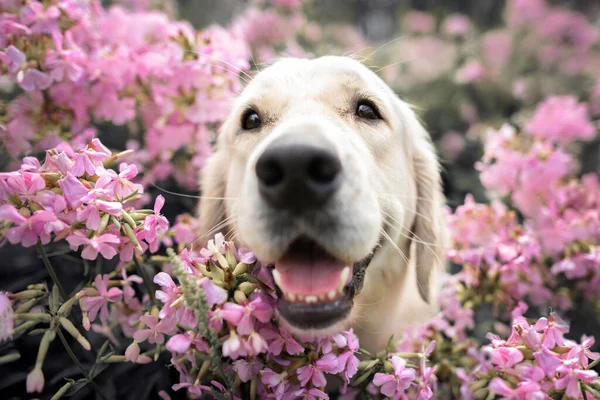 Mutlu Golden Retriever Köpeği Pembe Fenik Çiçekleri Içinde — Stok fotoğraf