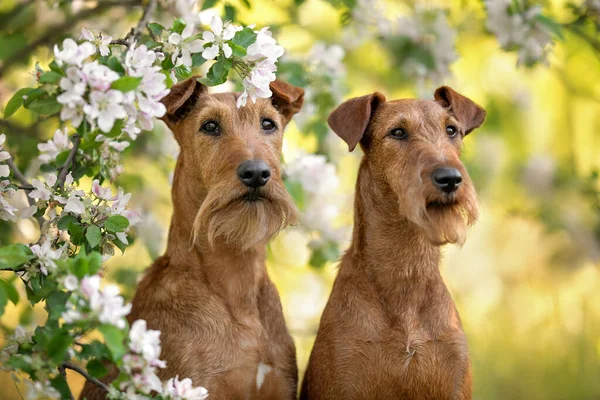 Дві Ірландські Тер Єрні Собаки Позують Разом Навесні — стокове фото