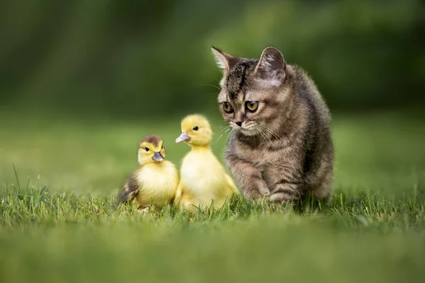 小胖胖的小猫和两只小鸭在草地上散步 — 图库照片
