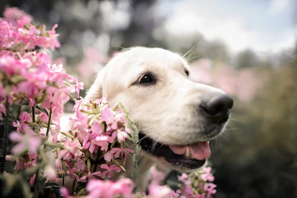 Golden Retriever Dog Posing Pink Phlox Flowers Summer — Stock Photo, Image