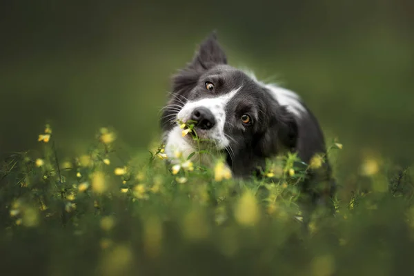 Funny Border Collie Dog Eating Grass Summer Close Portrait Outdoors — Stock Photo, Image