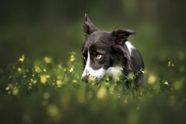 Divertido Borde Collie Perro Retrato Hierba Flores Perro Buscando Culpable — Foto de Stock