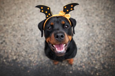Mutlu Rottweiler köpek portresi, üst manzara
